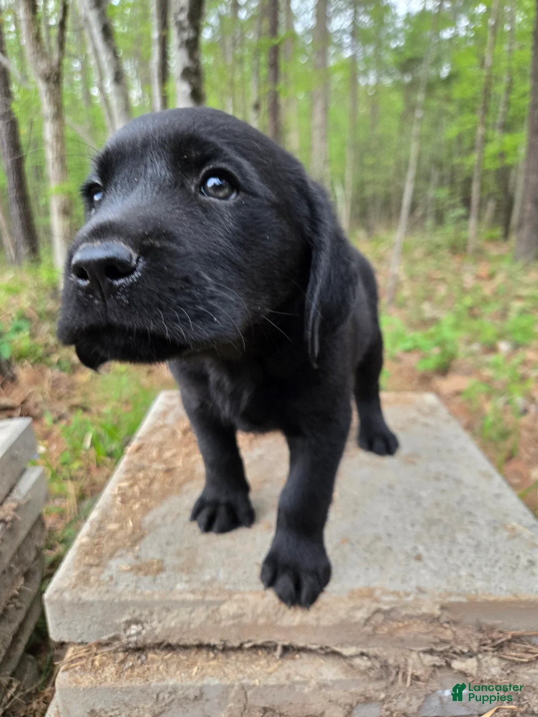 Goldador dogs for sale: Light green collar male - Ad 2