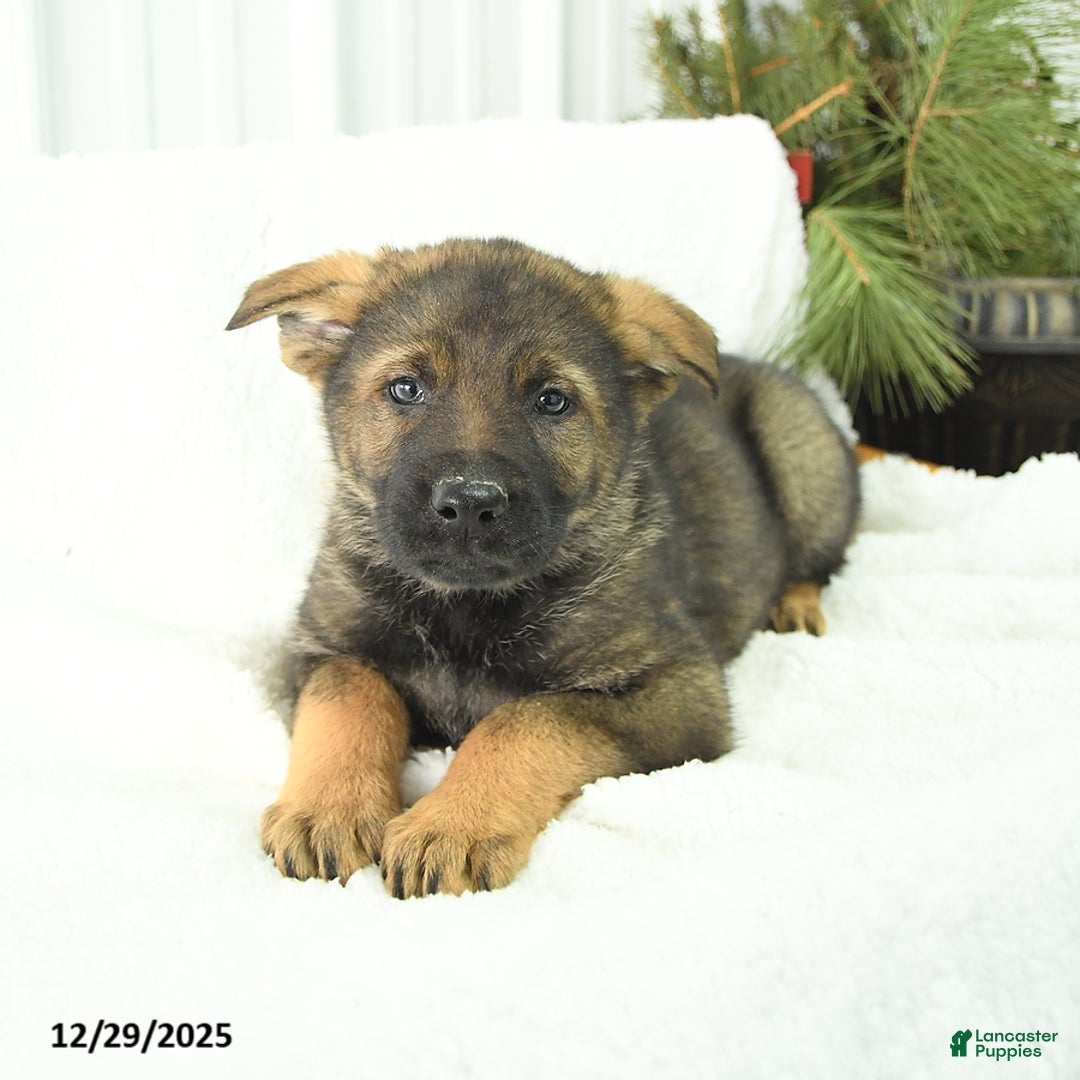 German Shepherd dogs for sale: Denver - Ad 1