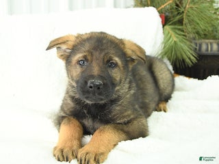 German Shepherd dogs for sale: Denver - Ad 4