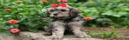 Cavapoo dogs for sale: Viking 🐶 - Ad 5