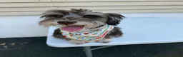 Miniature Schnauzer dogs for sale: Miniature Schnauzer Puppy 1 - Ad 7