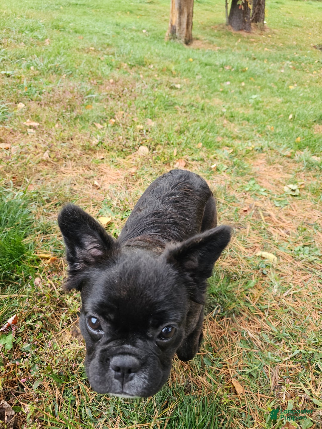 French Bulldog dogs for sale: Jewl Fluffy female  - Ad 6