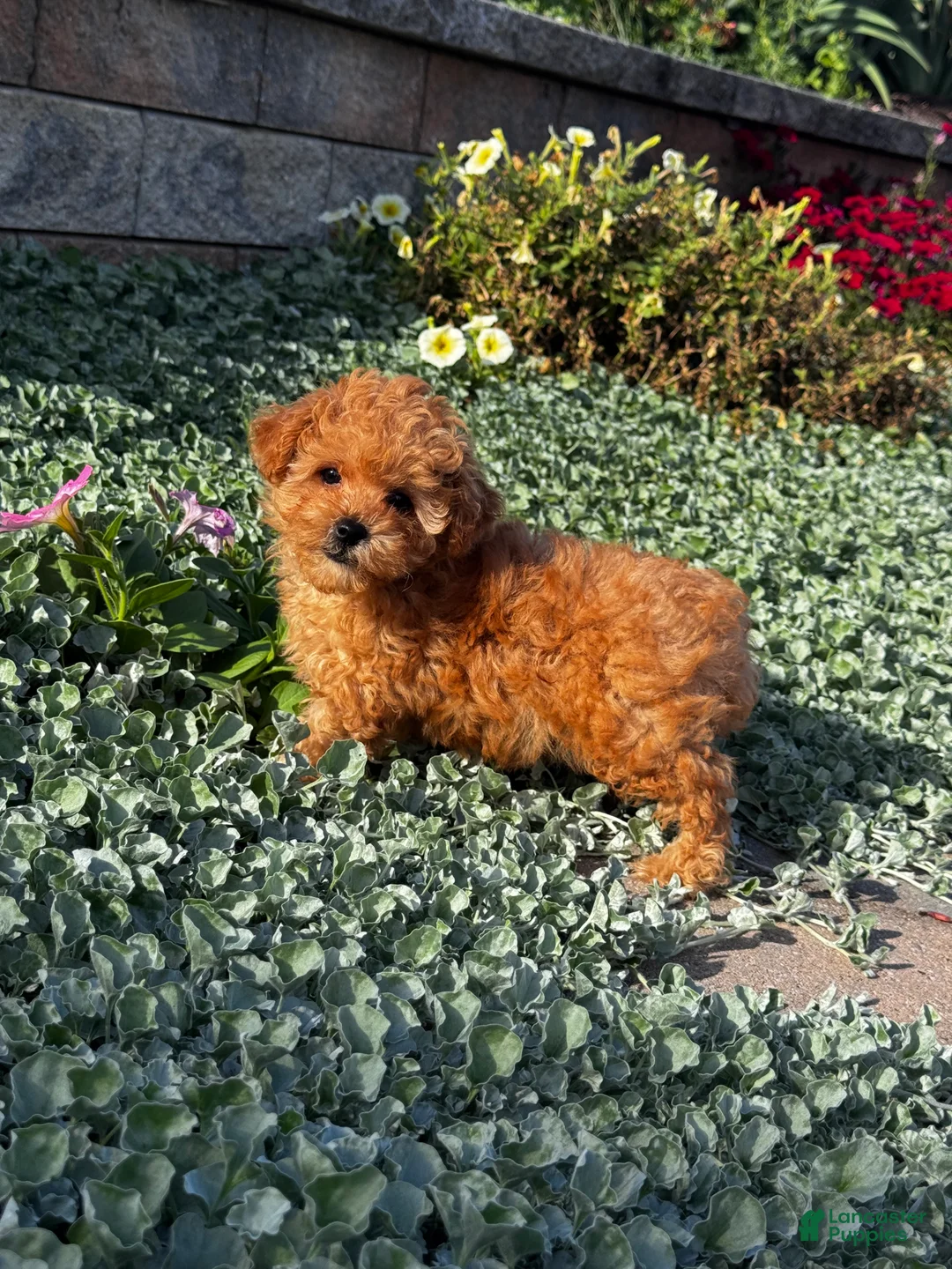 Toy Poodle dogs for sale: Little Paisley - Ad 6