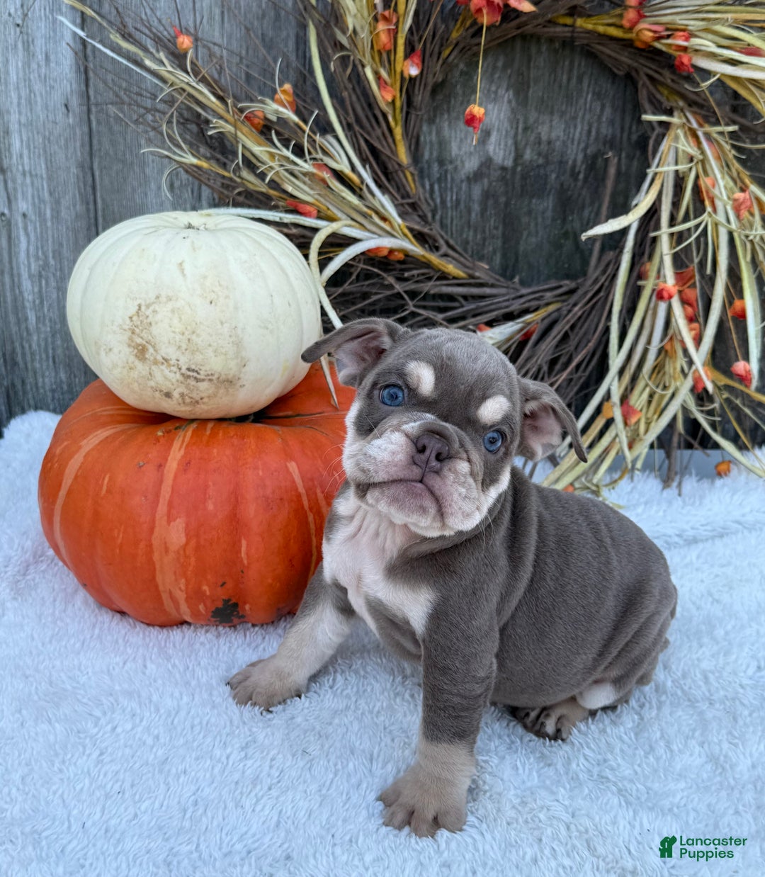 English Bulldog dogs for sale: Sage - Ad 13