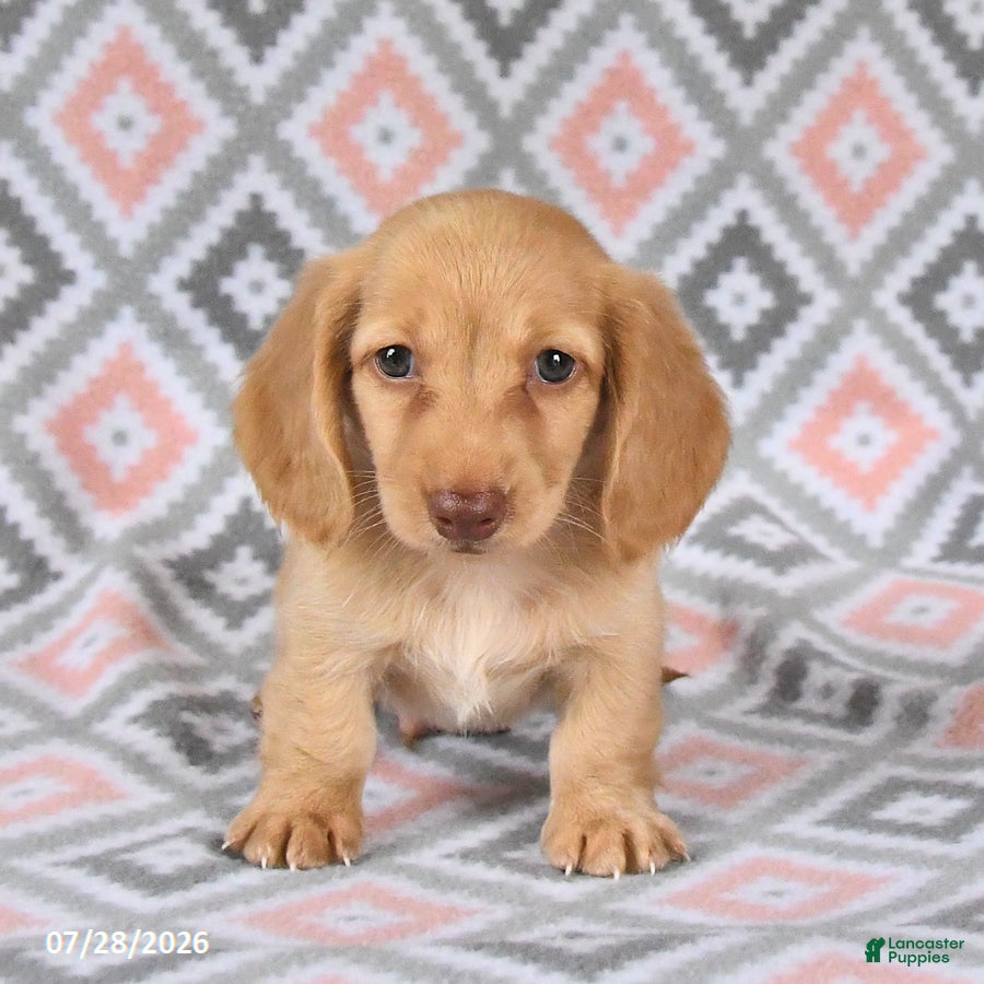 Dachshund dogs Peanut  - Ad 1