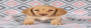 Peanut 