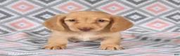 Dachshund dogs for sale: Peanut  - Ad 1