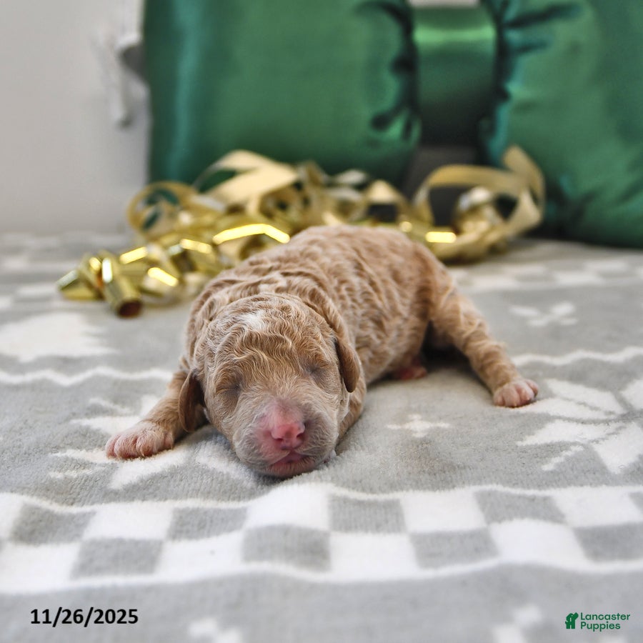 Mini Goldendoodle dogs Frankie - Ad 39