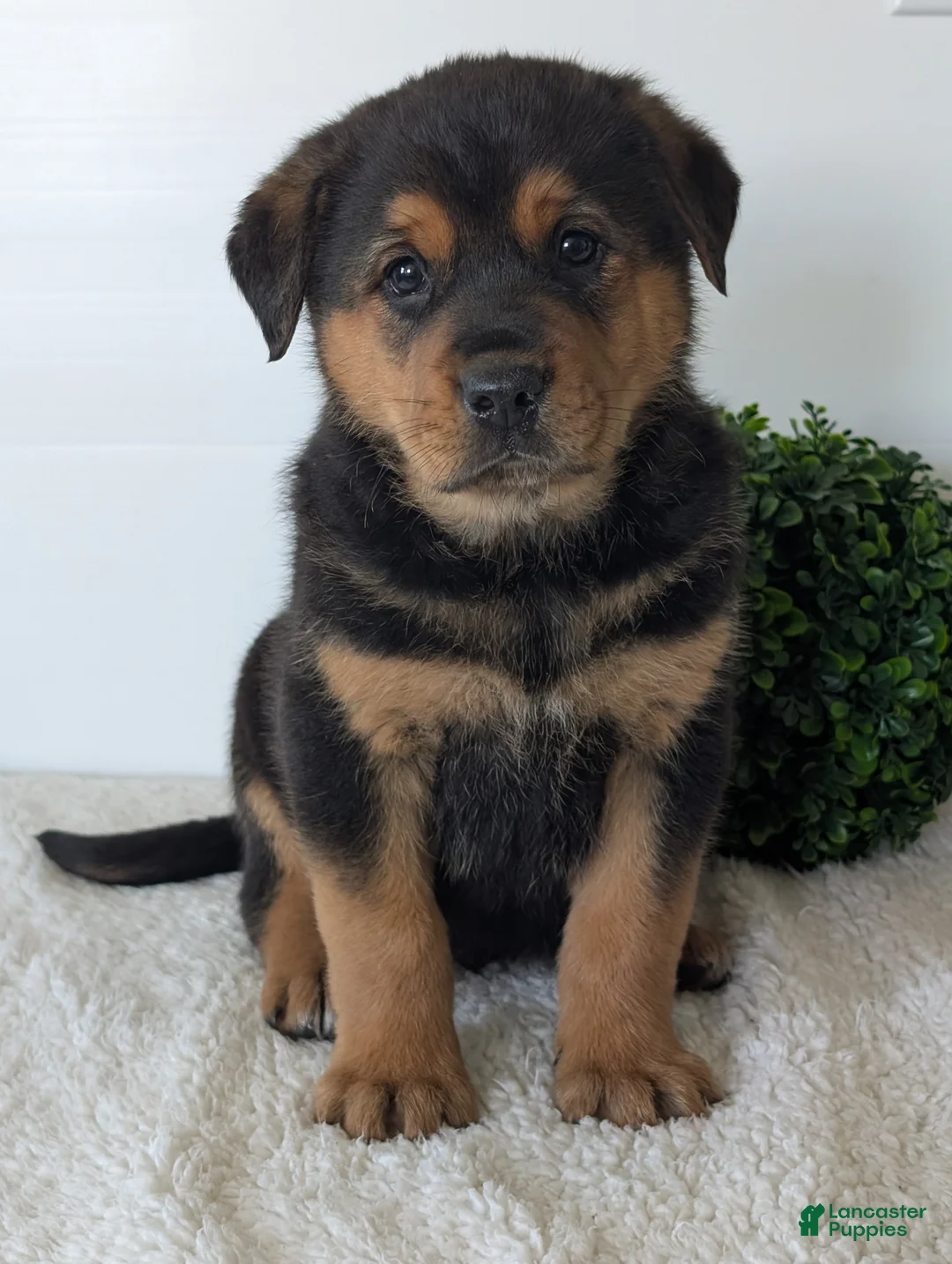 Mixed Breed dogs for sale: Phoenix  - Ad 1