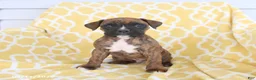 Boxer dogs for sale: Apollo - Ad 5