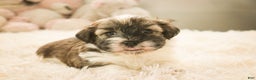 Havanese dogs for sale:  Snickerdoodle - Ad 5