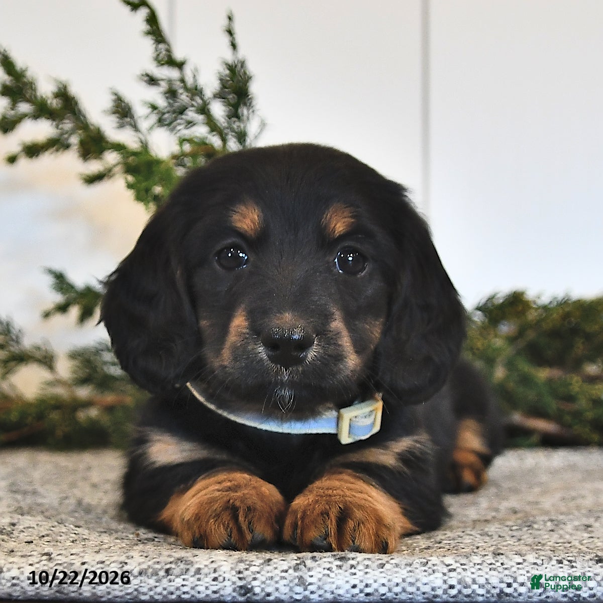 Miniature Dachshund dogs for sale: Fern  - Ad 1