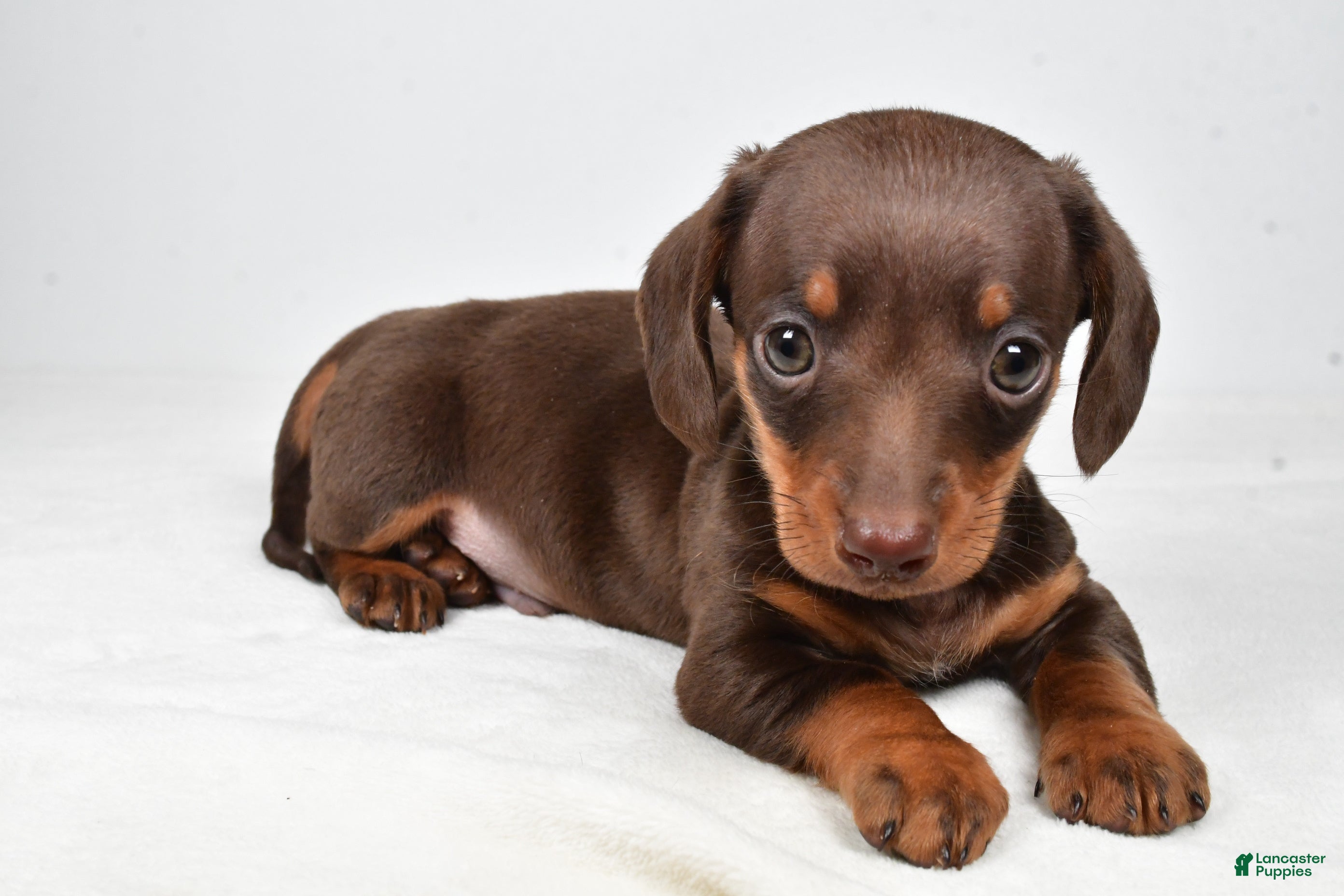 Miniature Dachshund dogs Harley - Ad 1