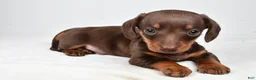 Miniature Dachshund dogs for sale: Harley - Ad 1