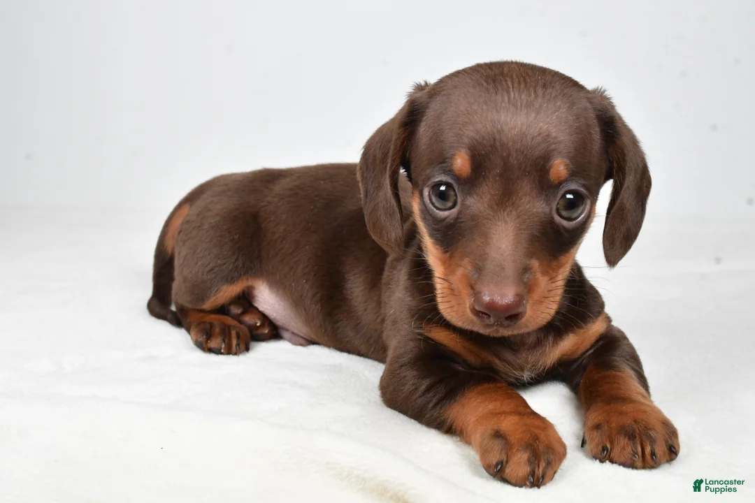 Miniature Dachshund dogs for sale: Harley - Ad 1