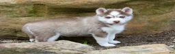 Pomsky dogs for sale: Skip - Ad 2