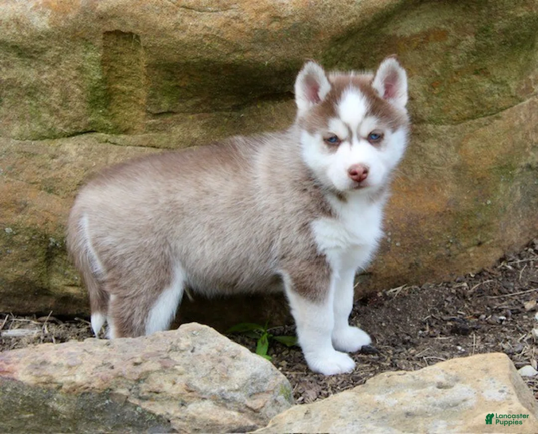 Pomsky dogs for sale: Skip - Ad 2