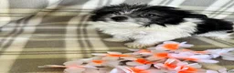 Maltipom dogs for sale: Lola - Ad 4