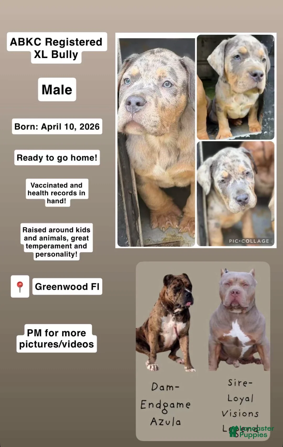 American Bully dogs for sale: American Bully 3 - Ad 2