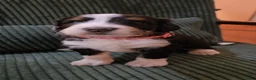Bernedoodle dogs for sale: Bernedoodle 5 Pink collar  - Ad 7