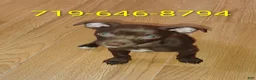 Mixed Breed dogs for sale: Mixed Breed 1 - Ad 2