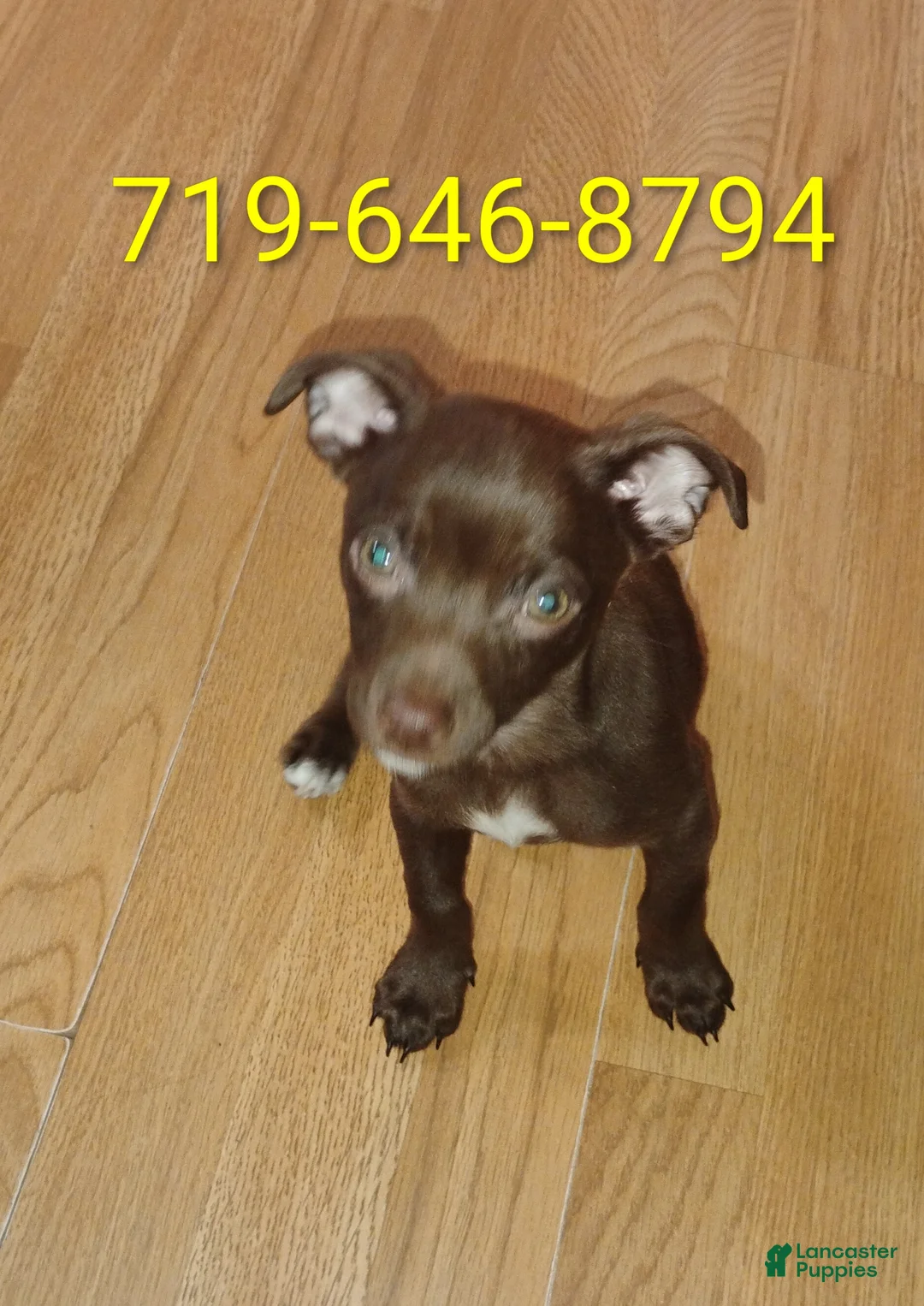 Mixed Breed dogs for sale: Mixed Breed 1 - Ad 2