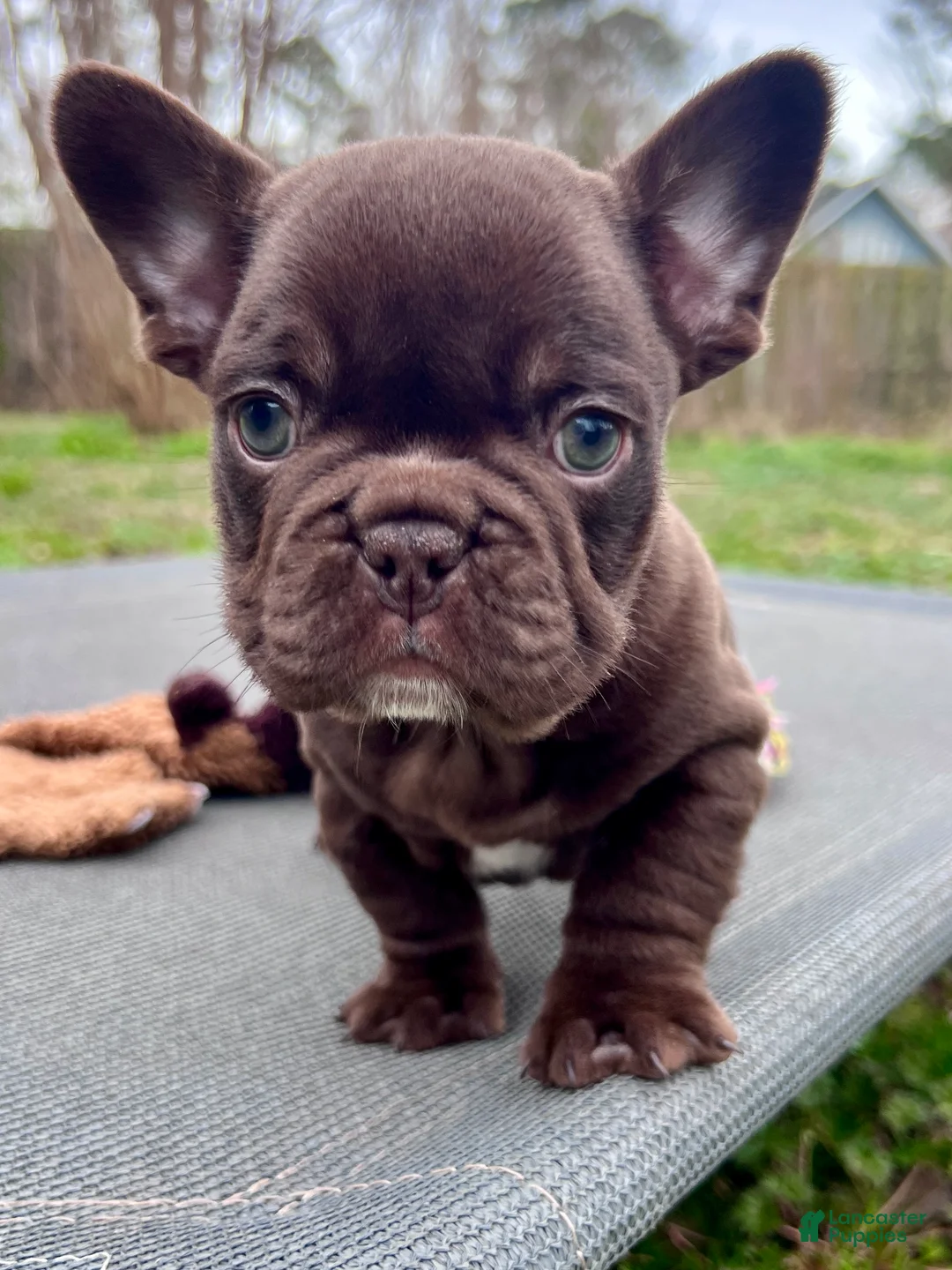 French Bulldog dogs for sale: Gucci - Ad 2