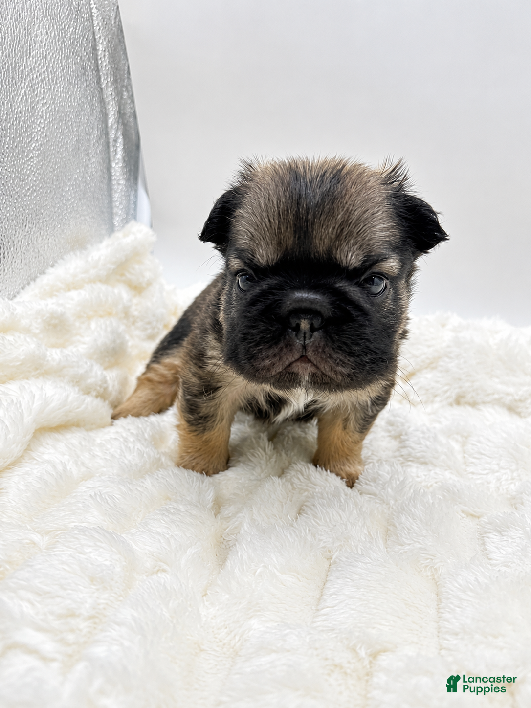 French Bulldog dogs for sale: Tomahawk  - Ad 3