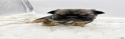 French Bulldog dogs for sale: Tomahawk  - Ad 7