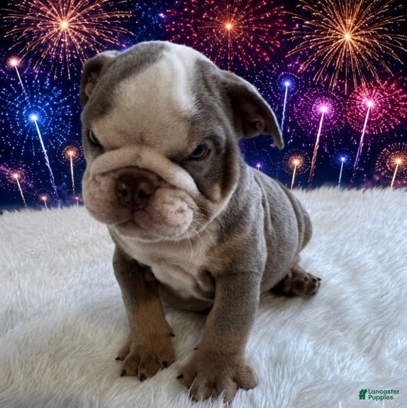 English Bulldog dogs Buster_Male - Ad 1