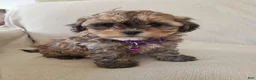 Shihpoo dogs for sale: PIXIE - Ad 3