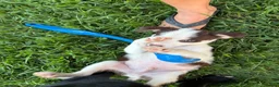 Mixed Breed dogs for sale: Woody - Ad 10