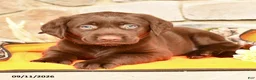 Labrador Retriever dogs for sale: Princess - Ad 3