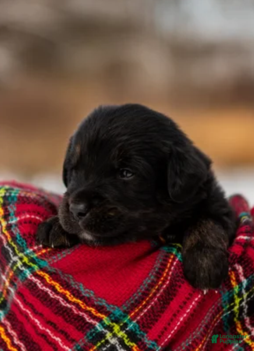 Mixed Breed dogs for sale: Summit - Ad 6