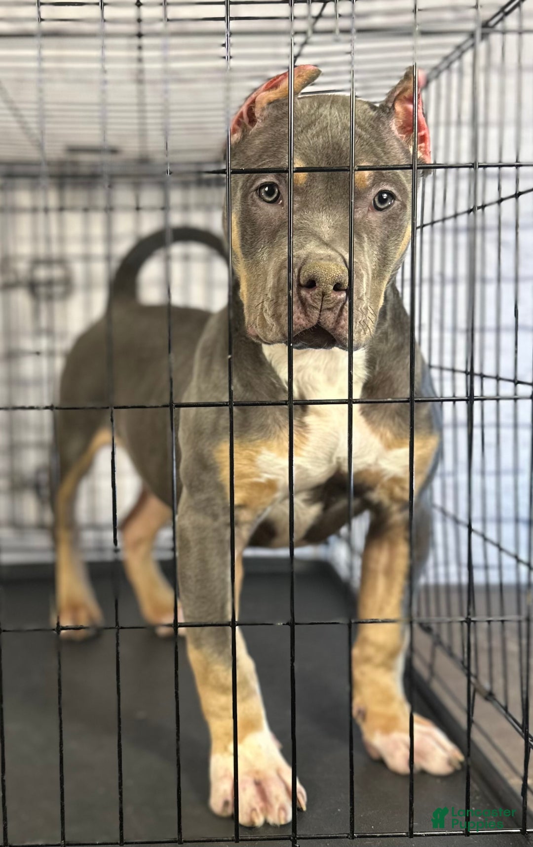 American Bully dogs for sale: Diezel - Ad 6