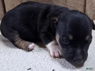 Jack Russell Terrier dogs Zoro - Ad 15