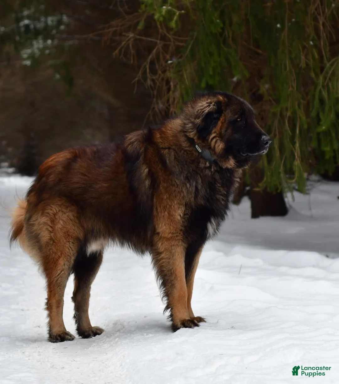 Estrela Mountain Dog dogs for sale: Alina "Defending Men" - Ad 2