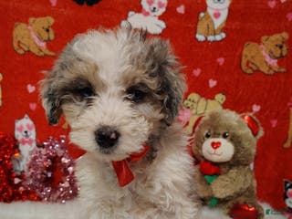 Mini Bernedoodle dogs Duke - Ad 11