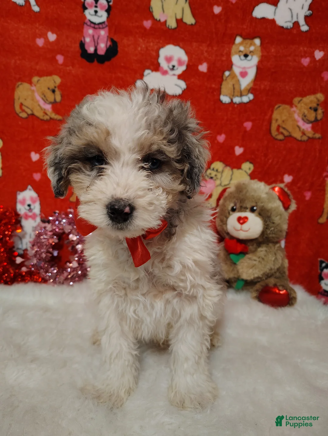 Mini Bernedoodle dogs for sale: Duke - Ad 1