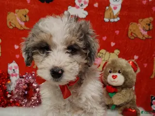 Mini Bernedoodle dogs Duke - Ad 12