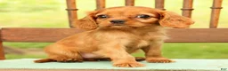 Cavalier King Charles Spaniel dogs for sale: Violet - Ad 6