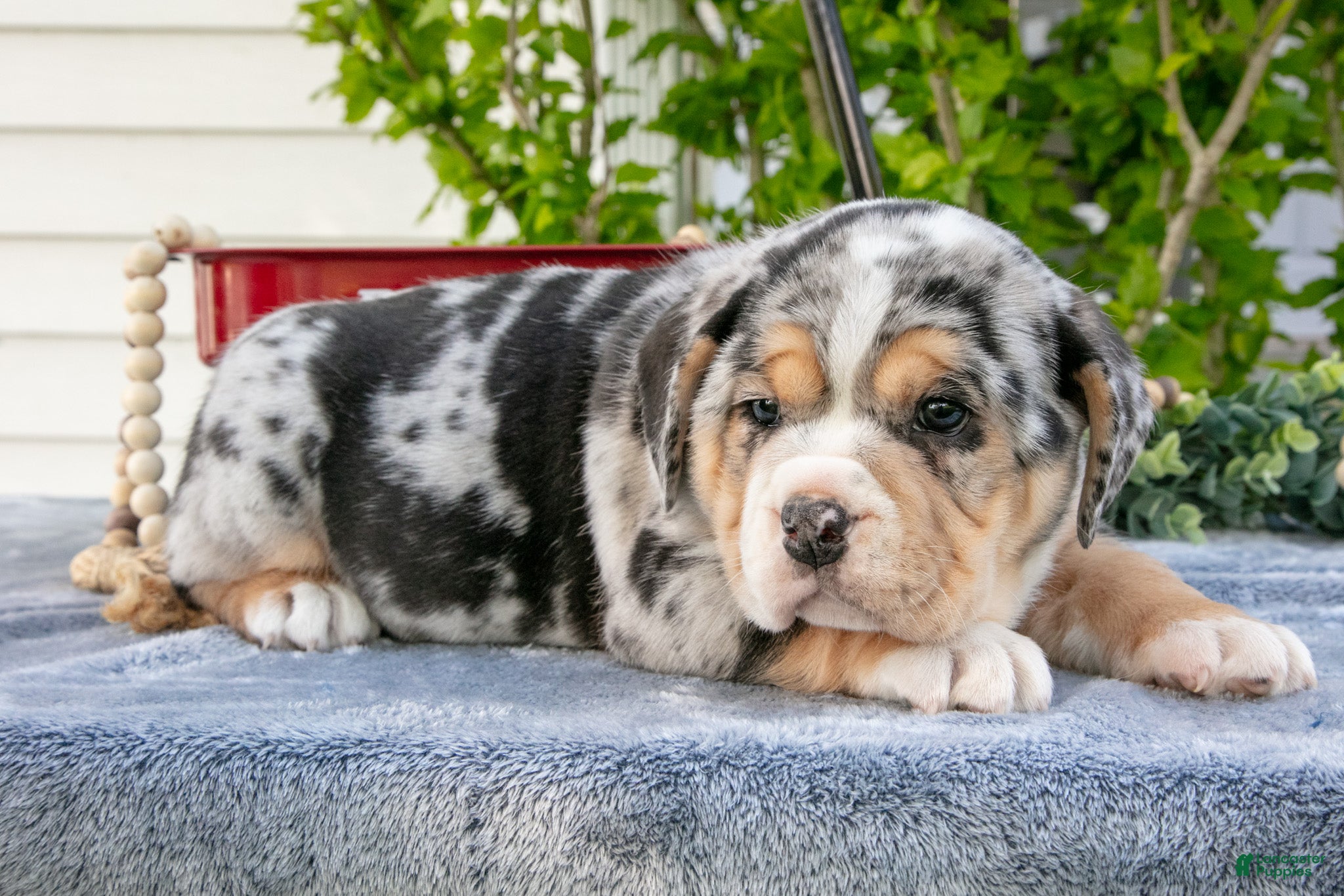 Beabull dogs Josie - Ad 2