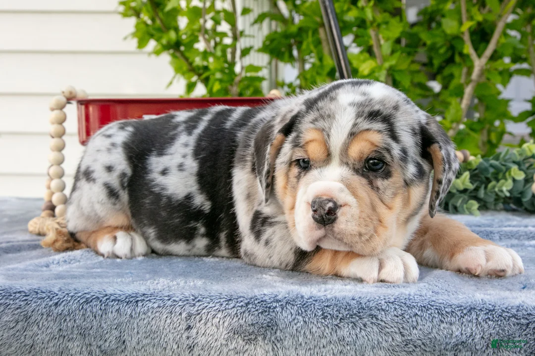 Beabull dogs for sale: Josie - Ad 2