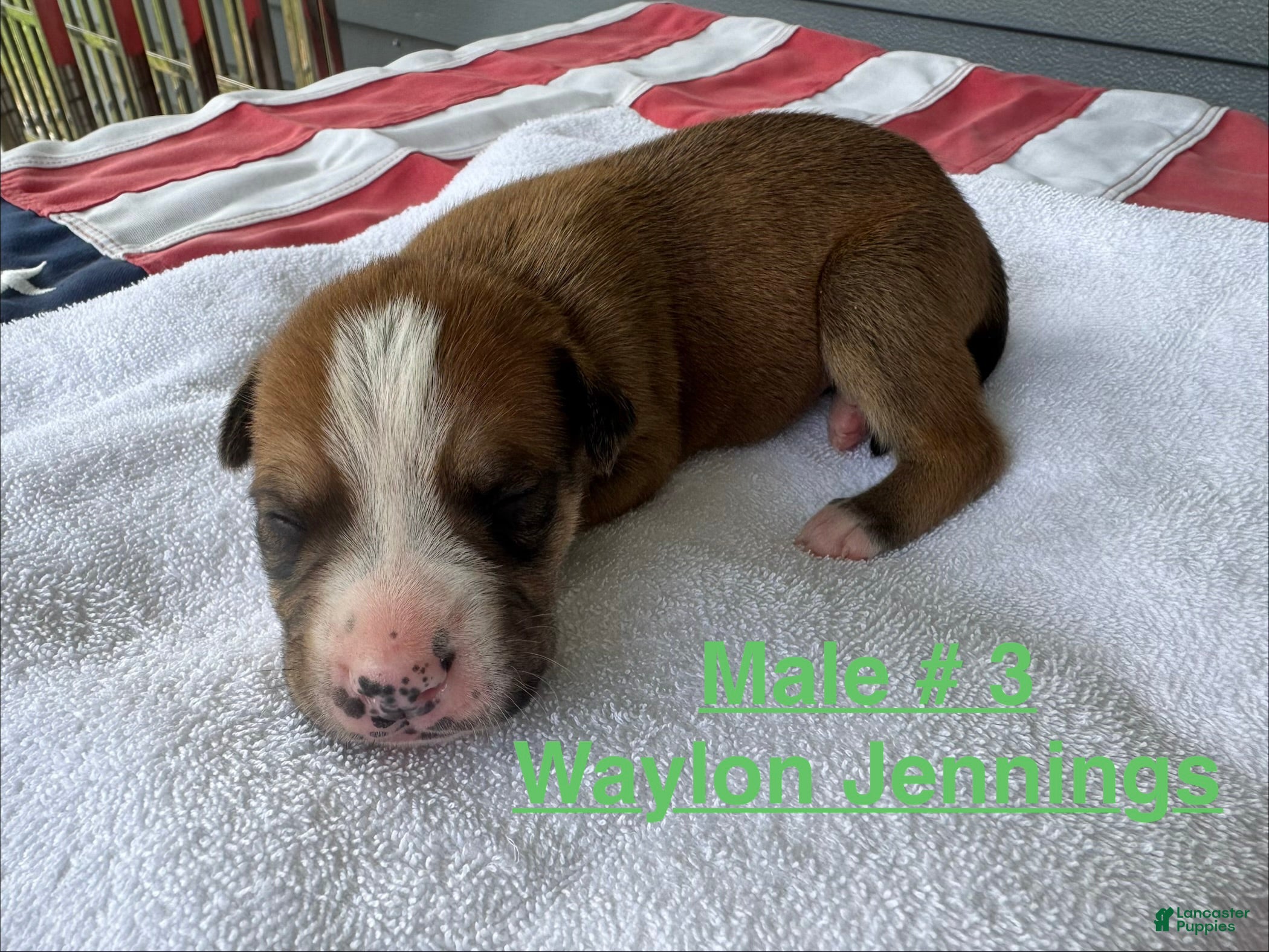 American Bulldog dogs Waylon Jennings/ Male #3 - Ad 8