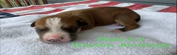 American Bulldog dogs for sale: Waylon Jennings/ Male #3 - Ad 1