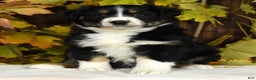 Miniature Australian Shepherd dogs for sale: Chestnut - Ad 7