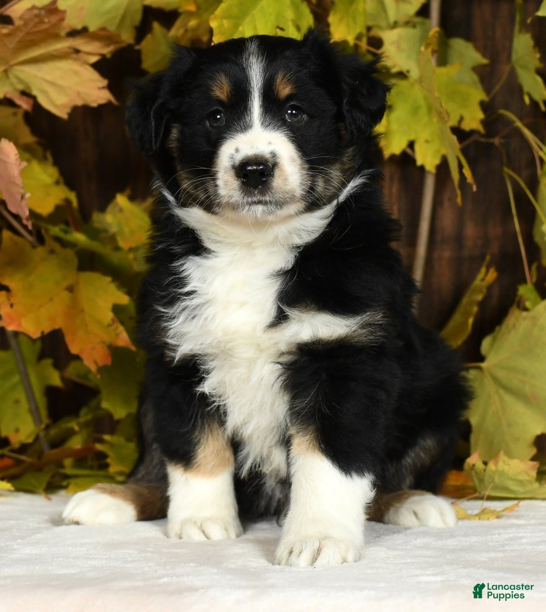 Miniature Australian Shepherd dogs for sale: Chestnut - Ad 7