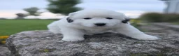 Great Pyrenees dogs for sale: Snowball - Ad 7