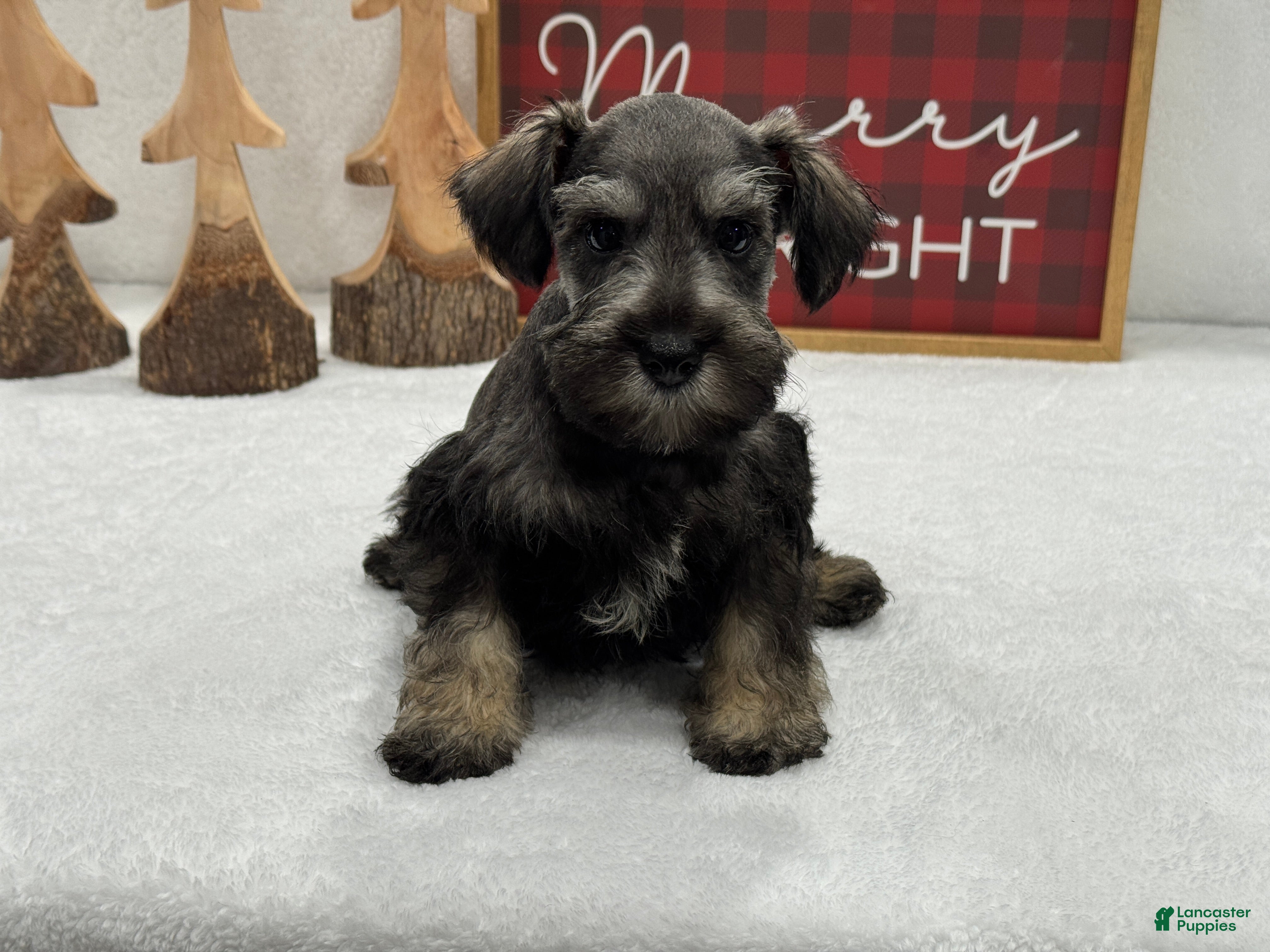 Miniature Schnauzer dogs Miniature Schnauzer Mae Male 2 - Ad 13
