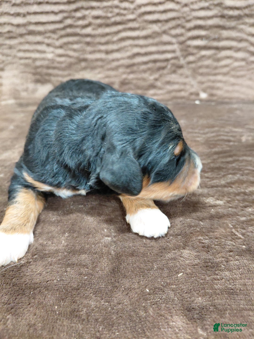 Bernedoodle dogs for sale: Bandit - Ad 4